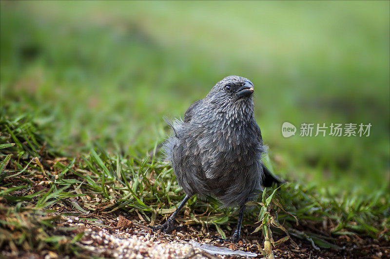 Apostlebird (Struthidea灰质)